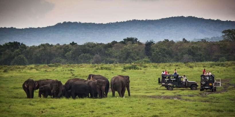 Udawalawe: National Park Safari & Elephant Transit Home Tour - Who should book this Udawalawe experience