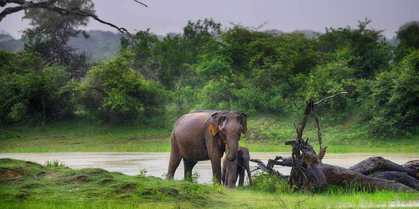 Udawalawe: National park safari & Elephant Transit Home Tour - Early morning or afternoon?