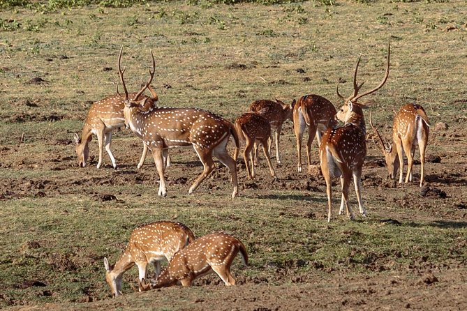Udawalawe National Park Safari from Bentota - The guide and the private format