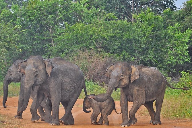 Udawalawe National Park Safari from Bentota - Practical details that affect your day