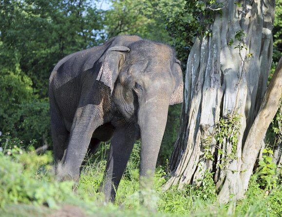 Udawalawe National Park Safari from Weligama - Why Udawalawe Is Worth the Long Ride
