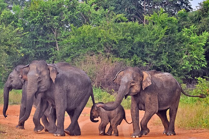 Udawalawe National Park Safari from Weligama - Weather, Comfort, and Physical Demands