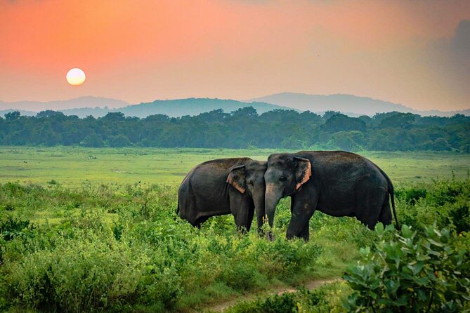 Udawalawe National Park Safari from Weligama - Who Should Book This Safari