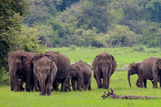 Udawalawe National Park Safari from Weligama - Elephants Are the Big Reason to Go