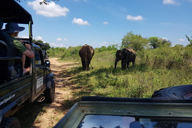 Udawalawe National Park Safari trip from Galle/Mirissa/Ella - Elephants are the main reason to choose this park