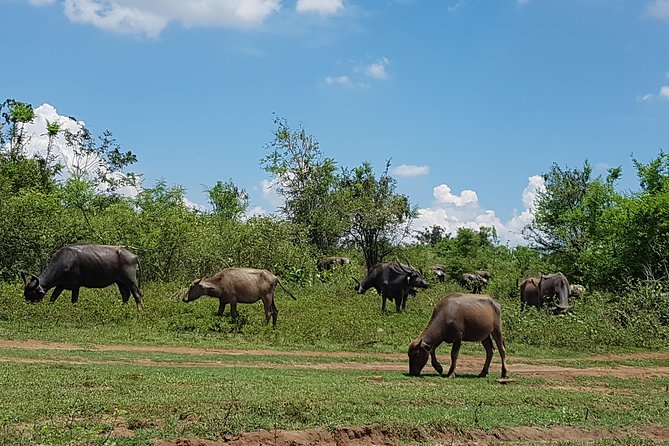 Udawalawe National Park Safari trip from Galle/Mirissa/Ella - The return drive can add value