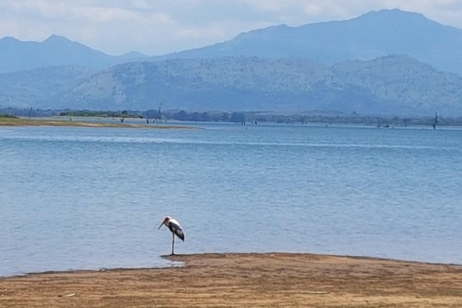 Udawalawe National Park Safari trip from Galle/Mirissa/Ella - What the $190 price really covers