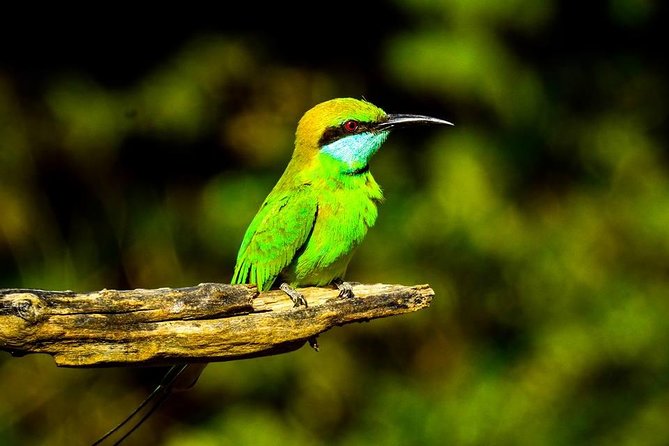 Udawalawe National Park Safari With Transfers From Colombo - Practical advice for making the day work