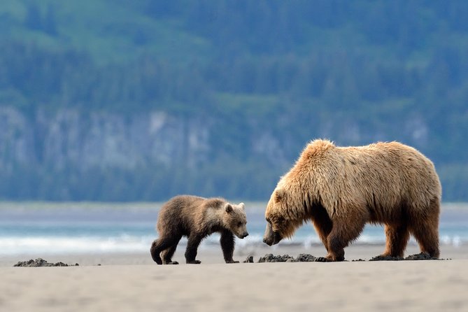 Ultimate Alaskan Adventure: Ocean Wildlife to Interior Wilderness 9 Day/8 Nights - Day 5: Seward, Kenai Fjords, and the cold edge of the Pacific