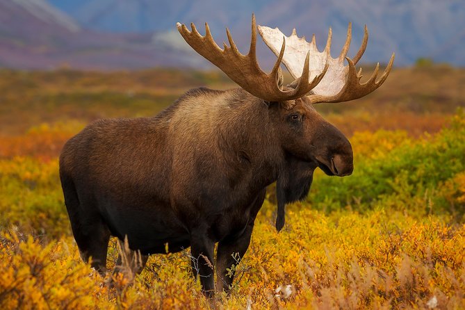 Ultimate Alaskan Adventure: Ocean Wildlife to Interior Wilderness 9 Day/8 Nights - Day 7: Seaplane flight to Bear Mountain Lodge