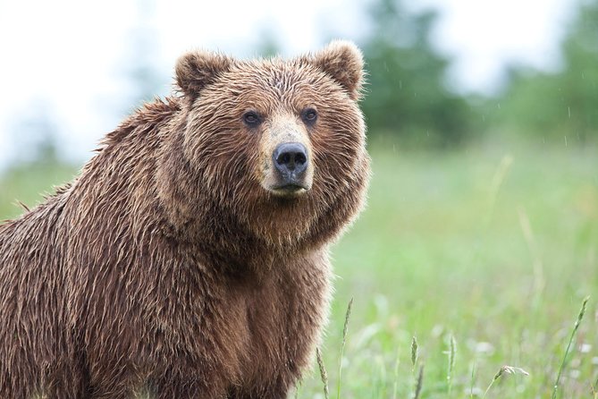 Ultimate Alaskan Adventure: Ocean Wildlife to Interior Wilderness 9 Day/8 Nights - Day 2: Sled dogs and the Denali park road