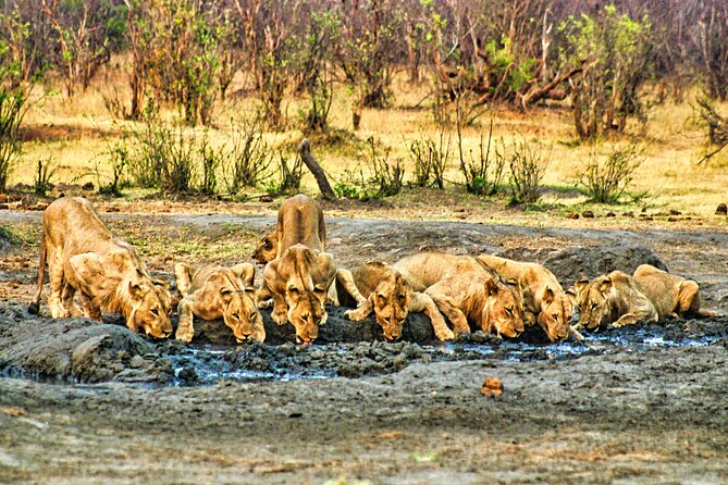 Unique Safari Game Drives in Zambezi National Park, 4 Options - Who will get the most from this safari?