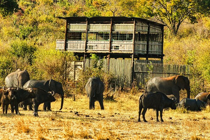 Unique Safari Game Drives in Zambezi National Park, 4 Options - What happens inside Zambezi National Park