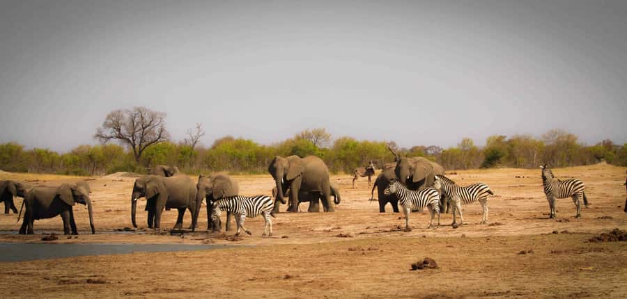 Victoria Falls: Chobe National Park Day Trip with Lunch - The Chobe River cruise and its close animal views