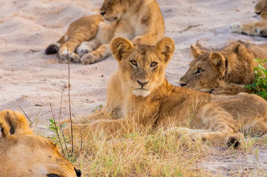 Victoria Falls: Chobe National Park Day Trip with Lunch - The 4x4 drive through Chobe National Park