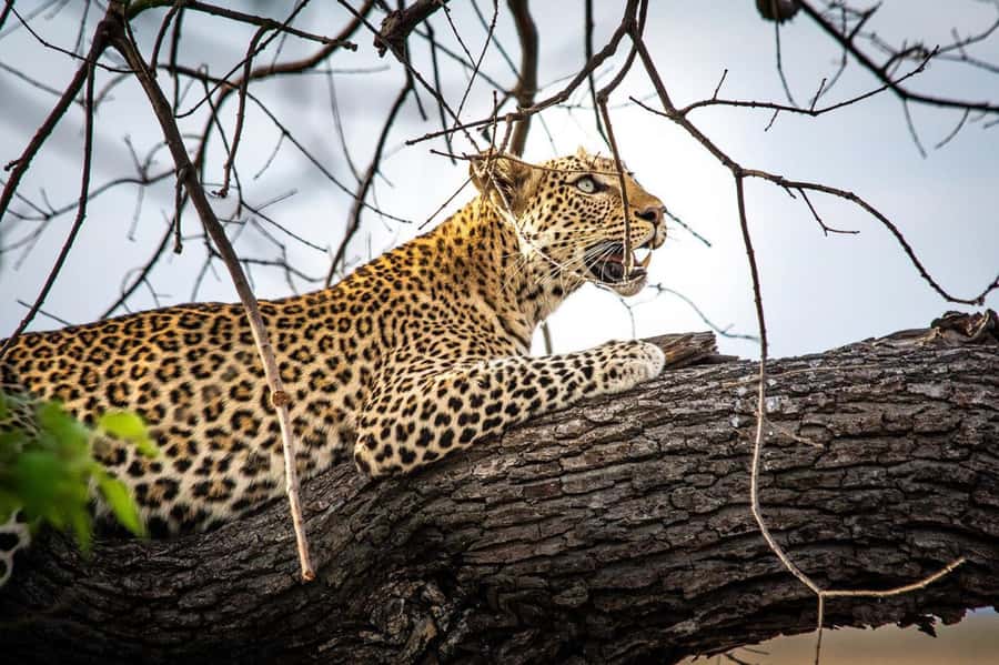 Victoria Falls: Chobe National Park Day Trip with Lunch - The QuadriPoint and Kazungula Bridge