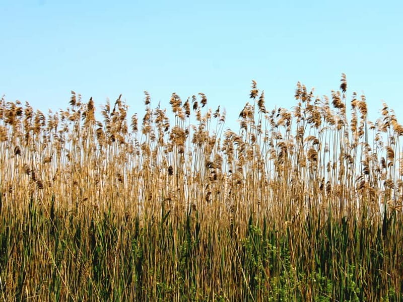 Virpazar: Skadar Lake National Park Boat Tour & Karuč Visit - Key points at a glance