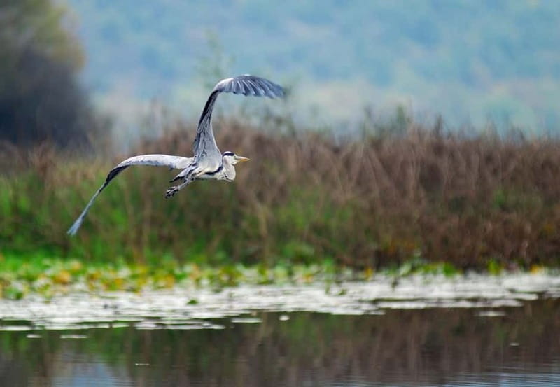 Virpazar: Skadar Lake National Park Guided Boat Tour - Birdwatching among the reeds