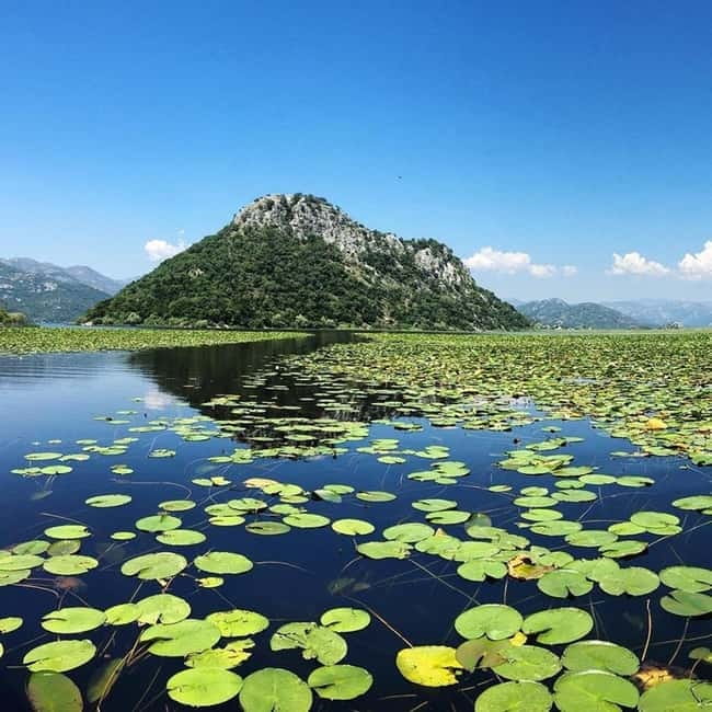 Virpazar: Skadar Lake National Park Guided Boat Tour - Through the reed channels to the lily fields