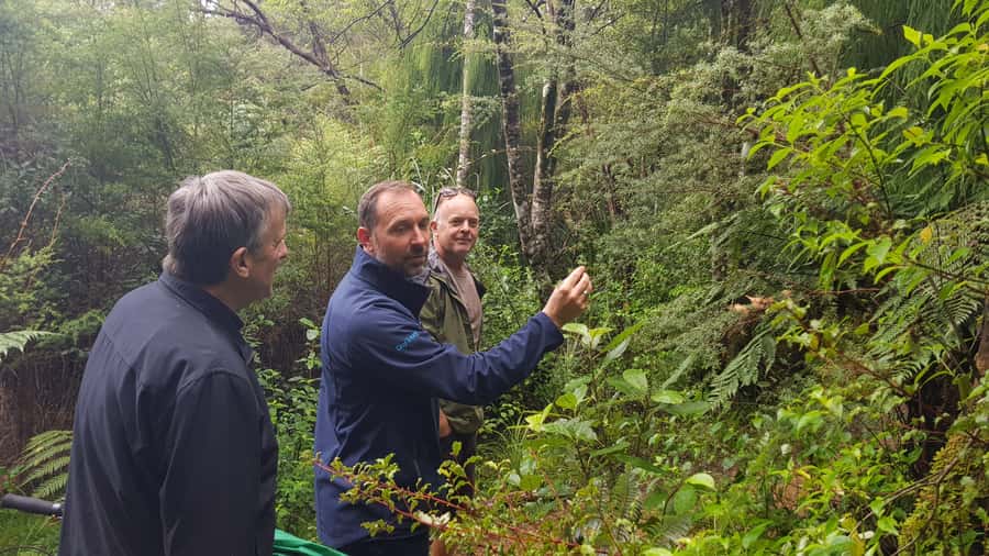 Waitakere Ranges Wilderness Experience Tour from Auckland - Why this half-day trip works so well from Auckland