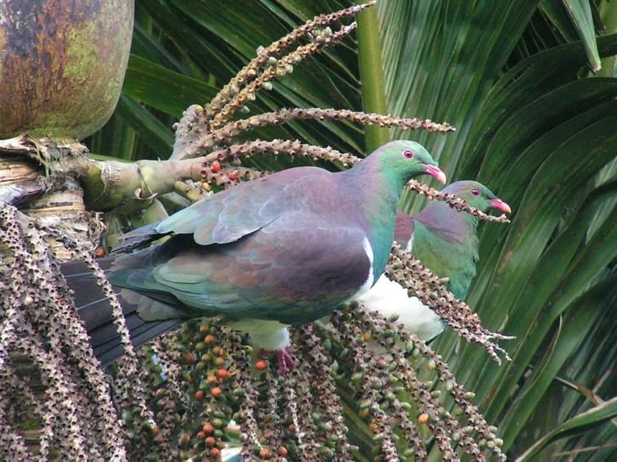 Waitakere Ranges Wilderness Experience Tour from Auckland - Who will get the most from the $119 price