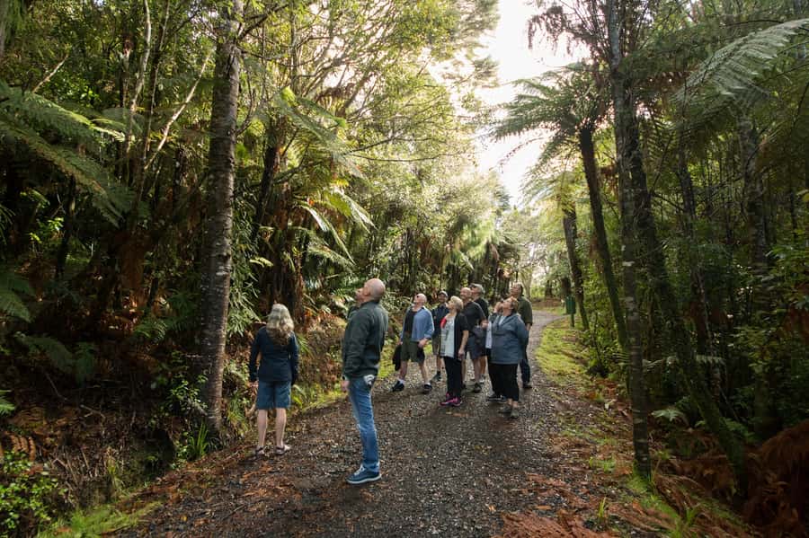 Waitakere Ranges Wilderness Experience Tour from Auckland - Should you book the Waitakere Ranges tour?