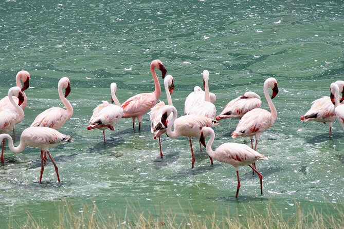Walking safari & game drive Day trip in Arusha National park - From Arusha or Moshi to Momella Gate