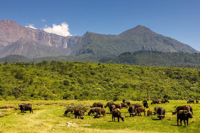 Walking safari & game drive Day trip in Arusha National park - Who will enjoy this day most