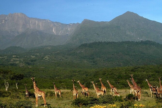 Walking safari & game drive Day trip in Arusha National park - Should you book the Arusha walking safari?