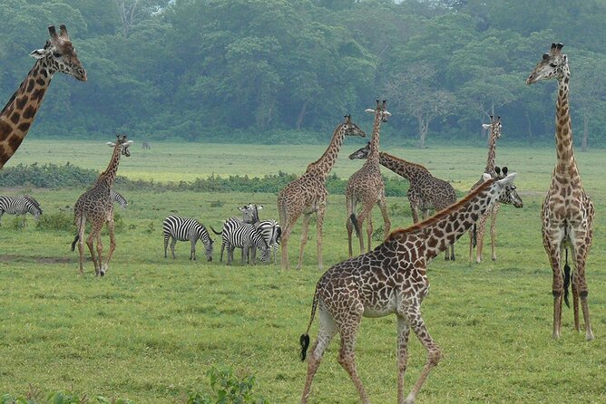 Walking safari & game drive Day trip in Arusha National park - The walking safari and Jekukumia River