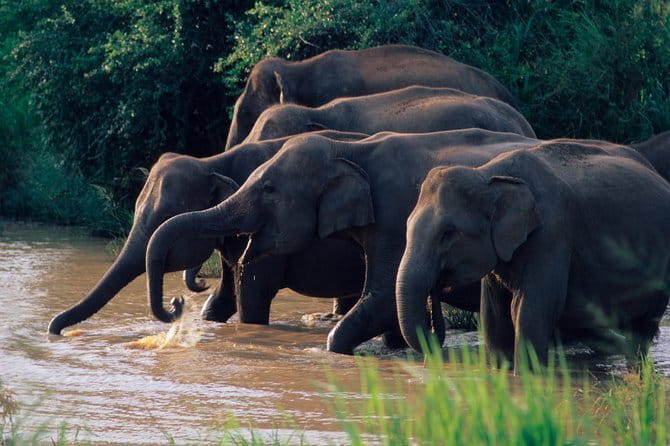 Wasgamuwa National Park Entrance Ticket with Private Safari - Key points to know before booking