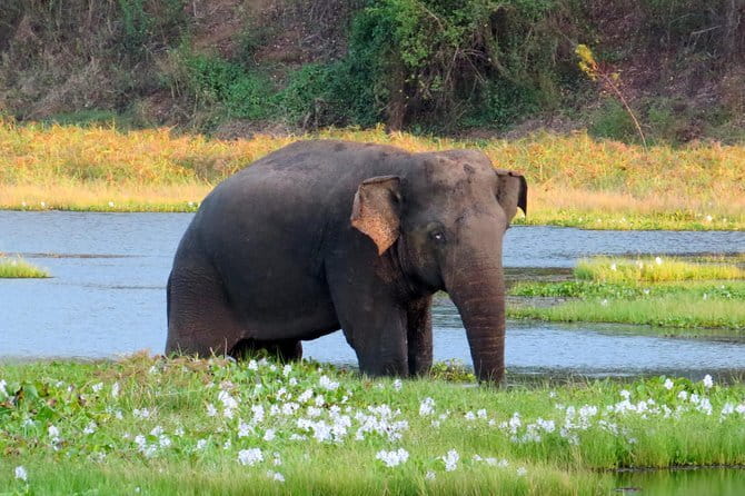 Wasgamuwa National Park Entrance Ticket with Private Safari - Why Wasgamuwa rewards a safari