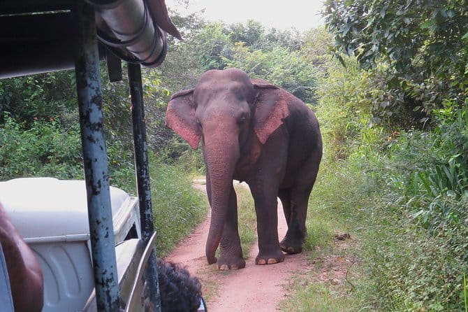Wasgamuwa National Park Entrance Ticket with Private Safari - Is the $27 price good value?