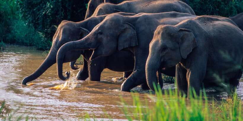 Wasgamuwa: Wasgamuwa National Park Private 3-Hour Safari - The animals you might see