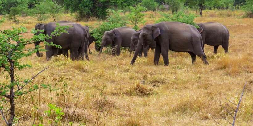 Wasgamuwa: Wasgamuwa National Park Private 3-Hour Safari - What the private jeep changes