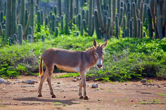 Washington Slagbaai National Park Tour in Bonaire - Guides, language, and the feel of the ride