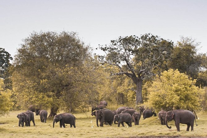 Wild Elephant Safari in Minneriya National Park - Why Minneriya is more than an elephant ride