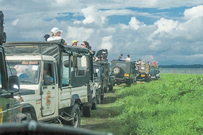 Wild Elephant Safari in Minneriya National Park - Morning light or afternoon elephants