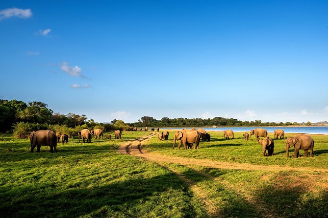 Wild Elephant Safari in Minneriya National Park - Value at $30 and the cost questions to settle
