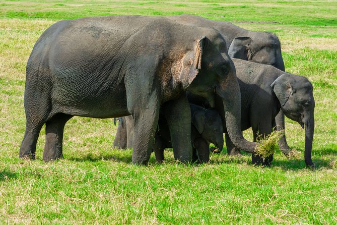 Wild Elephant Safari in Minneriya National Park - What the experience does well, and where it falls short