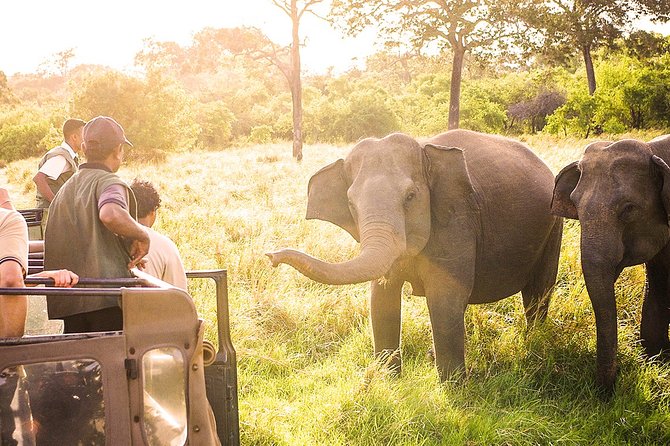 Wild Elephant Safari in Minneriya National Park - Who should book this Minneriya safari