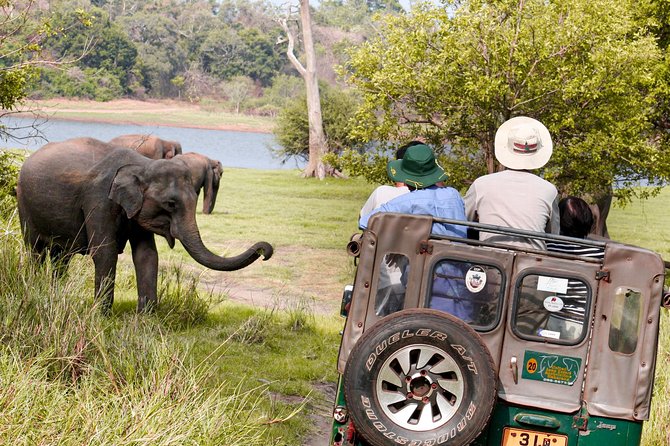 Wild Elephant Safari in Minneriya National Park - Three hours among forest, marsh, scrub, and water