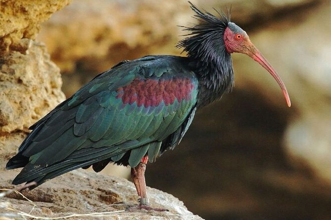 Wild National Park & Sahara Desert including Couscous & Tajine - Key points to know before booking