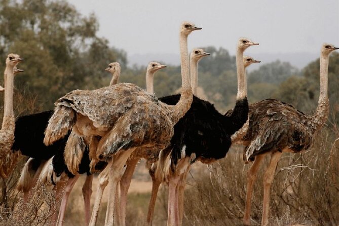 Wild National Park & Sahara Desert including Couscous & Tajine - Leaving Agadir for Souss Massa