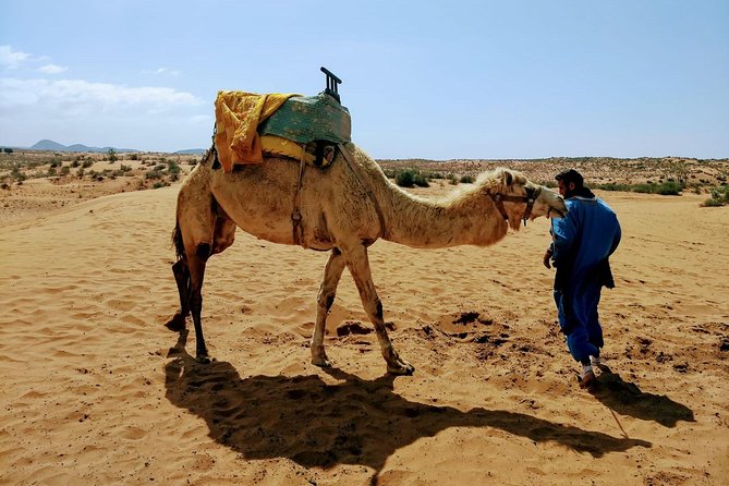 Wild National Park & Sahara Desert including Couscous & Tajine - Does the $116.86 price make sense?