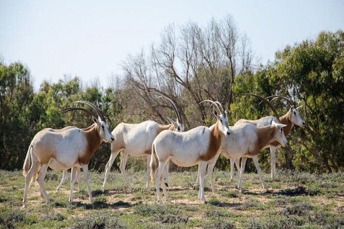 Wild National Park & Sahara Desert including Couscous & Tajine - Who will enjoy this day most?