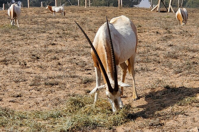 Wild National Park & Sahara Desert including Couscous & Tajine - Practical details that affect your day