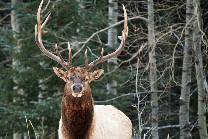 Wilderness and Wildlife Hiking Tour - 3hr Hike - Meeting at Canmore Recreation Centre