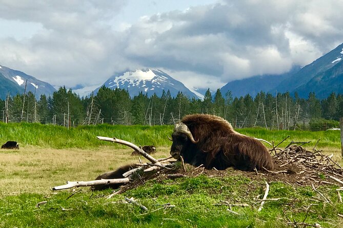 Wilderness and Wine Tasting out of Anchorage - Key details at a glance