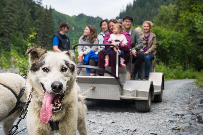 Wilderness Dog Sled Ride and Tour in Seward - Key points to know before you book